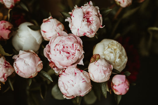 Peony Season in Ely