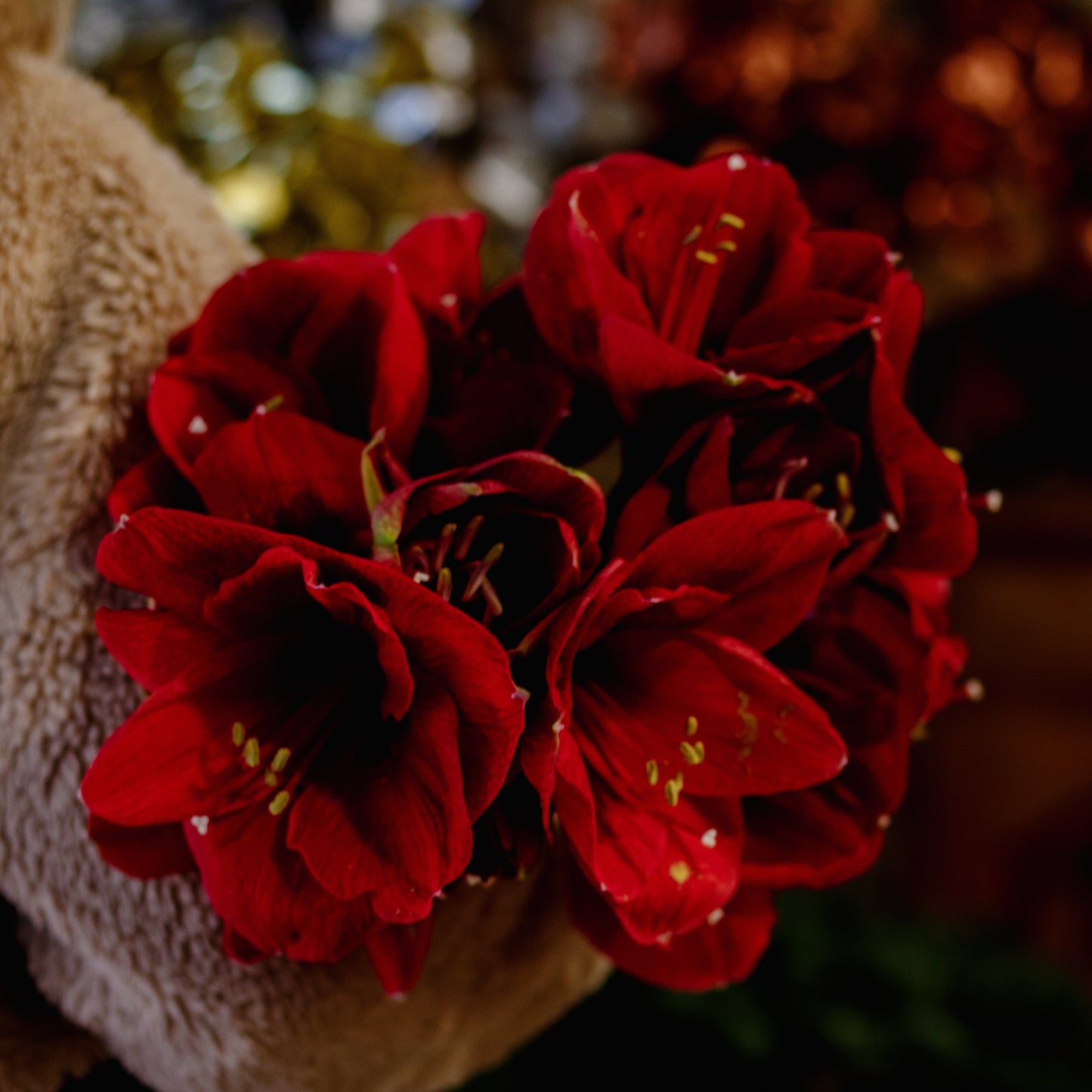 Amaryllis Stems