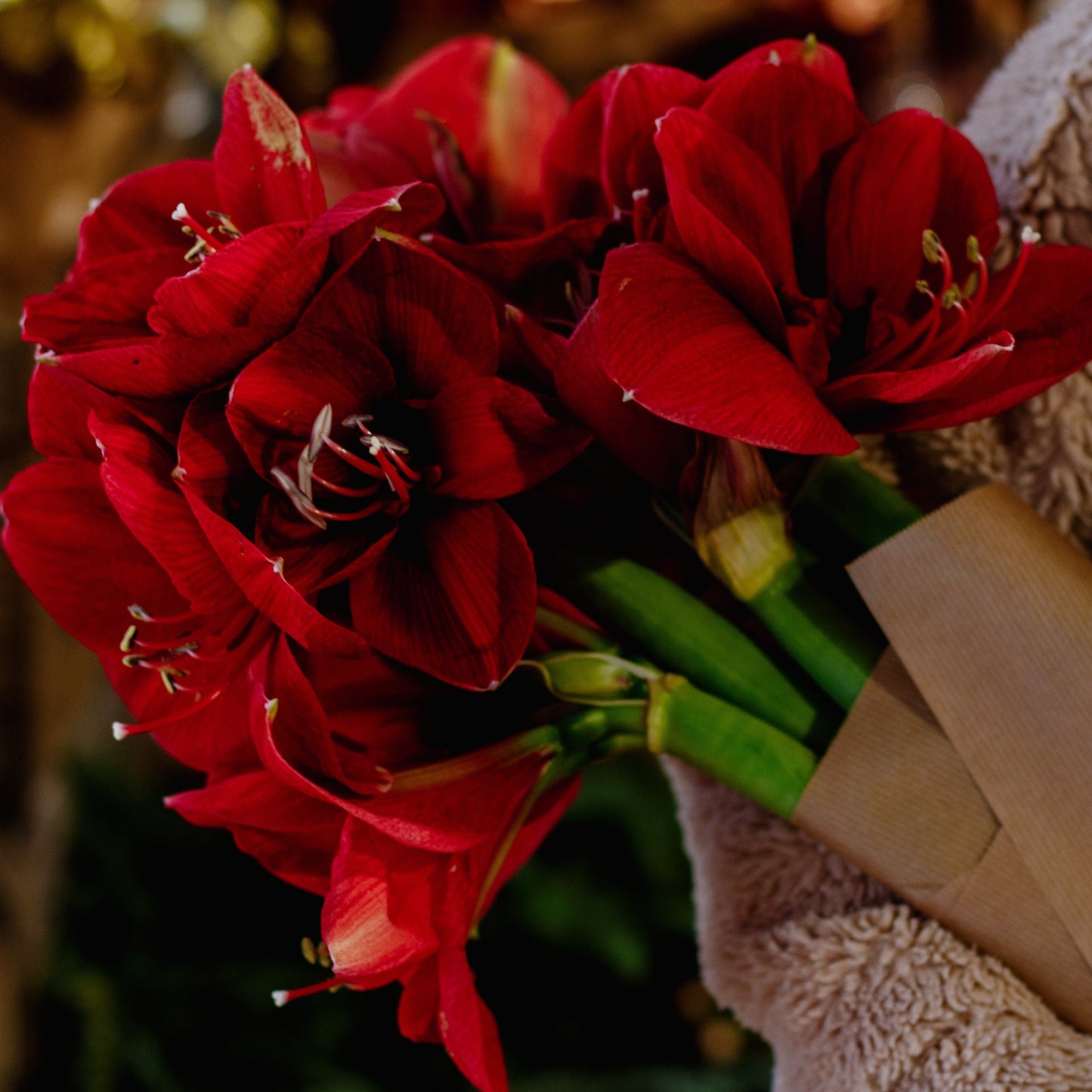 Amaryllis Stems