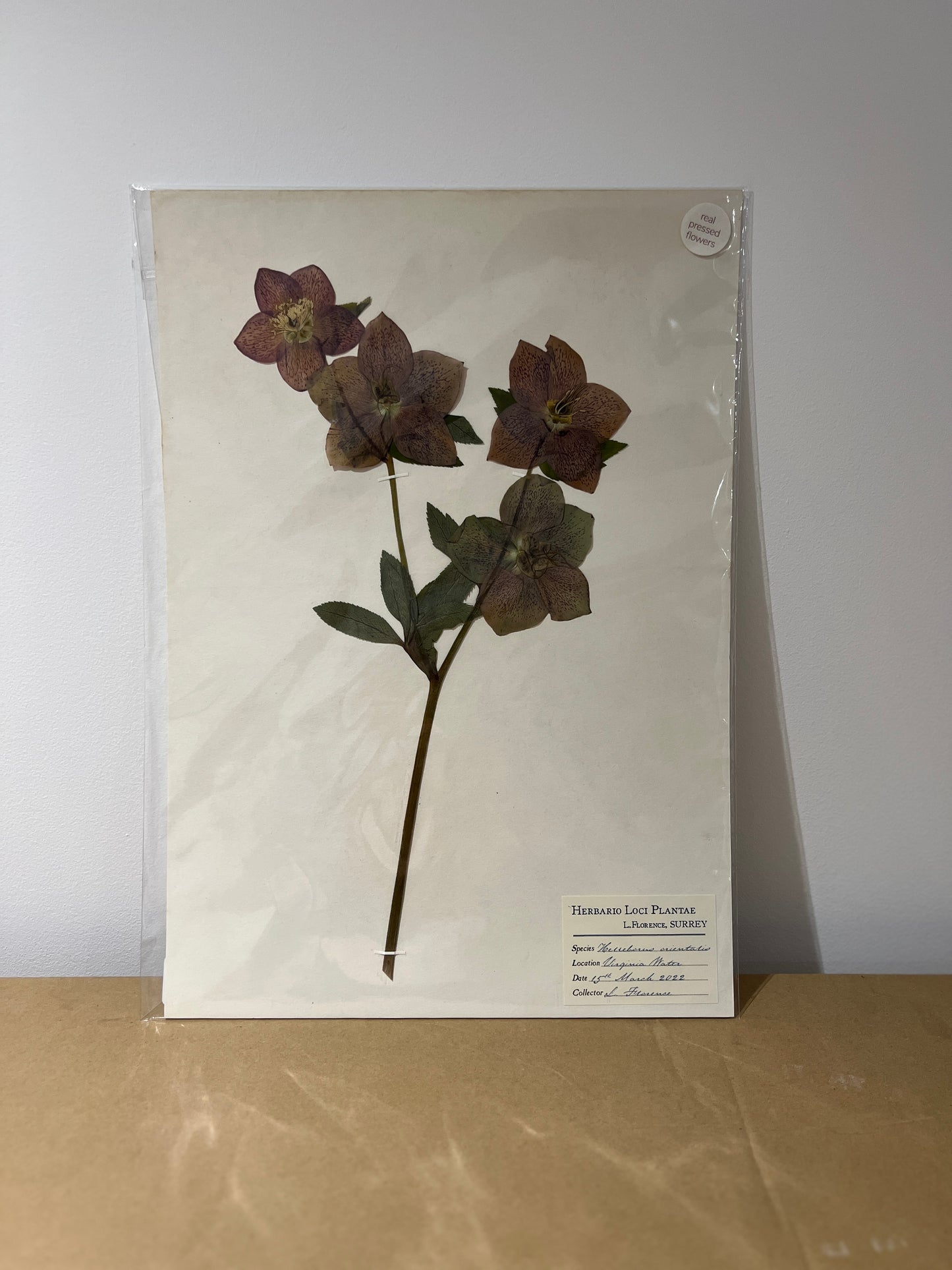 LF Unframed Pressed Flower Print