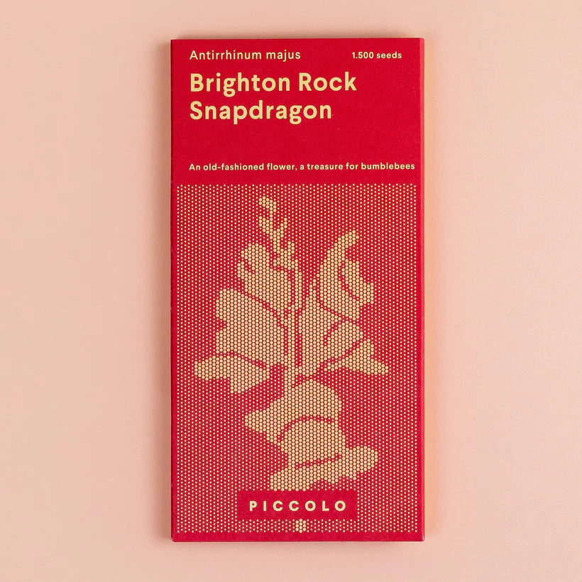 Brighton Rock Snapdragon