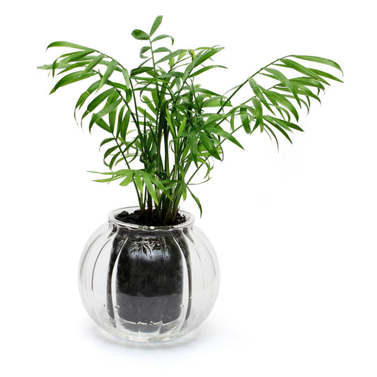 CUP O FLORA® - Medium Ribbed Self-Watering Planter: Clear
