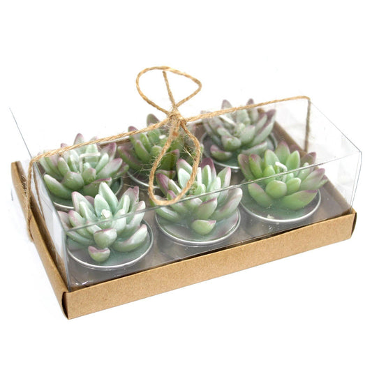 Set of 6 Agave Cactus Tealights in Gift Box